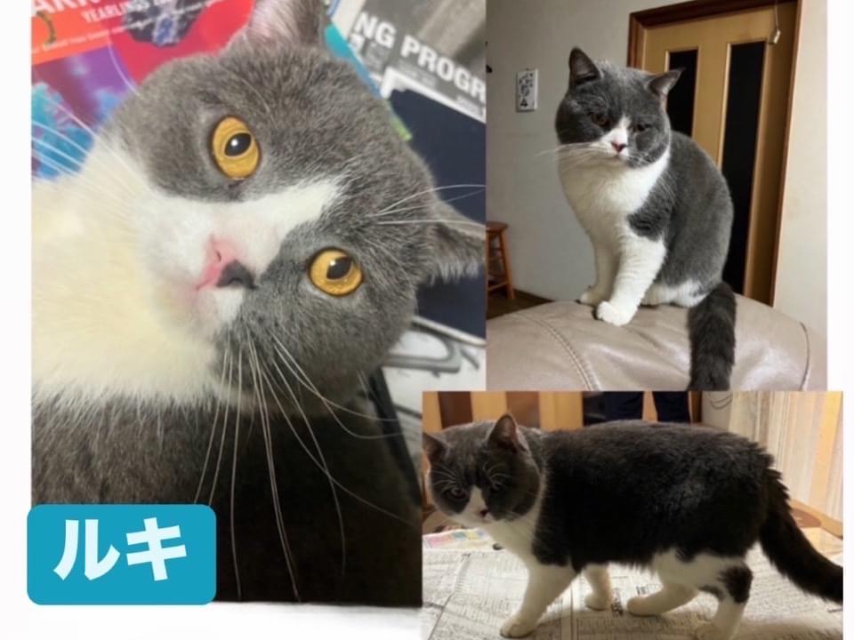 ルキちゃん ルキちゃん