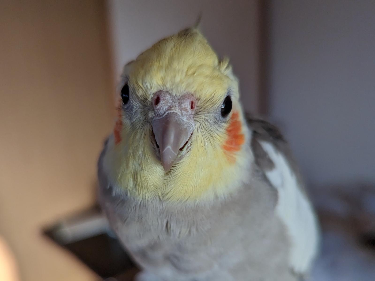 くうちゃん くうちゃん
