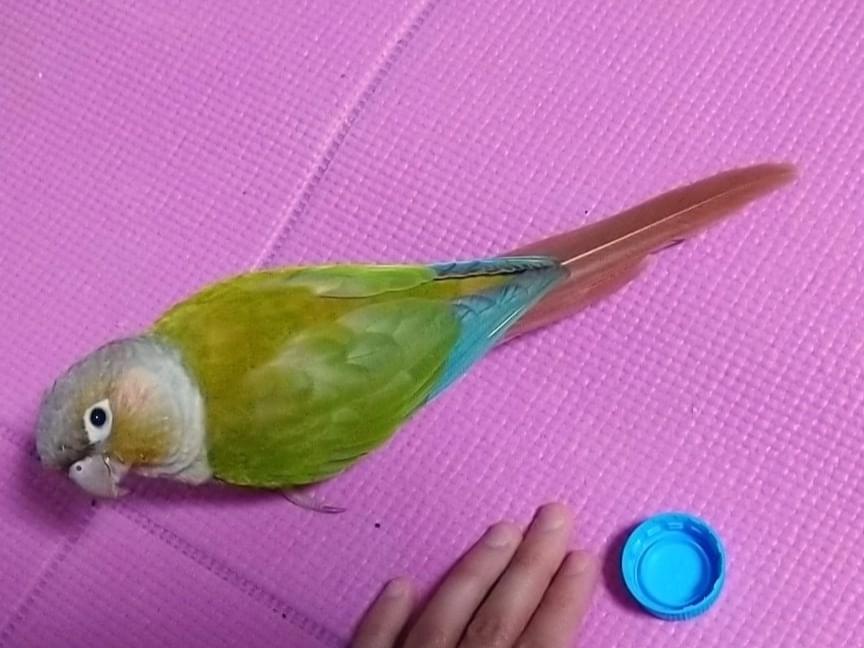 シナモンちゃん シナモンちゃん