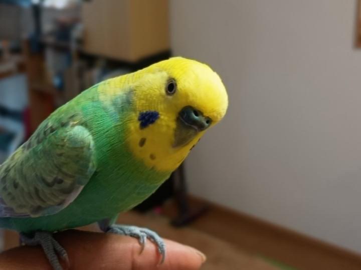 はるちゃん はるちゃん