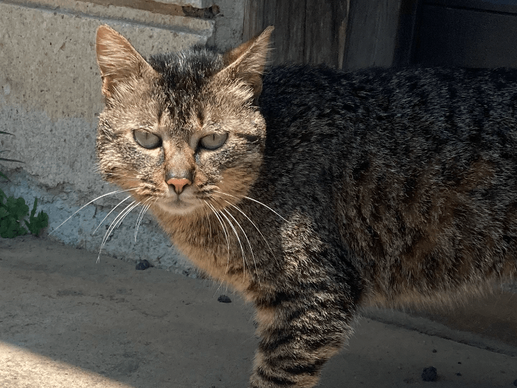 保護された猫 保護された猫