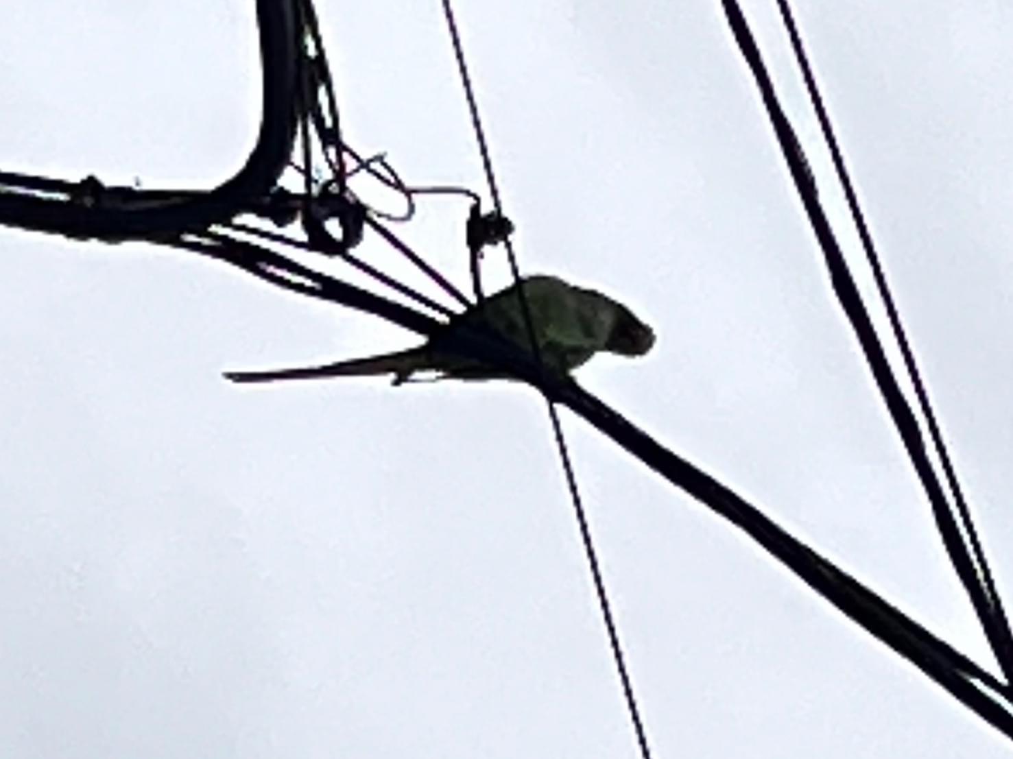 目撃された鳥 目撃された鳥