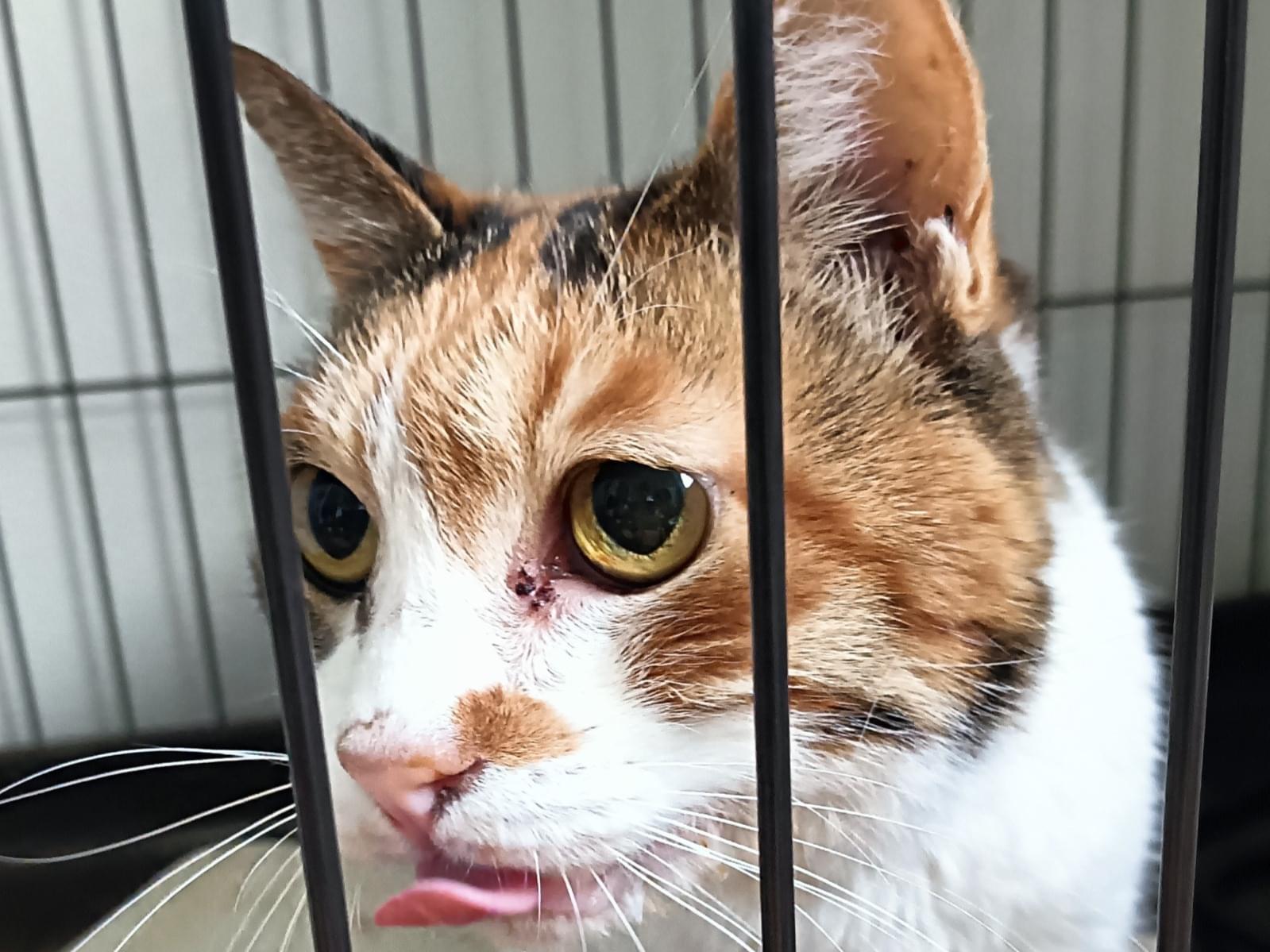 保護された猫 保護された猫