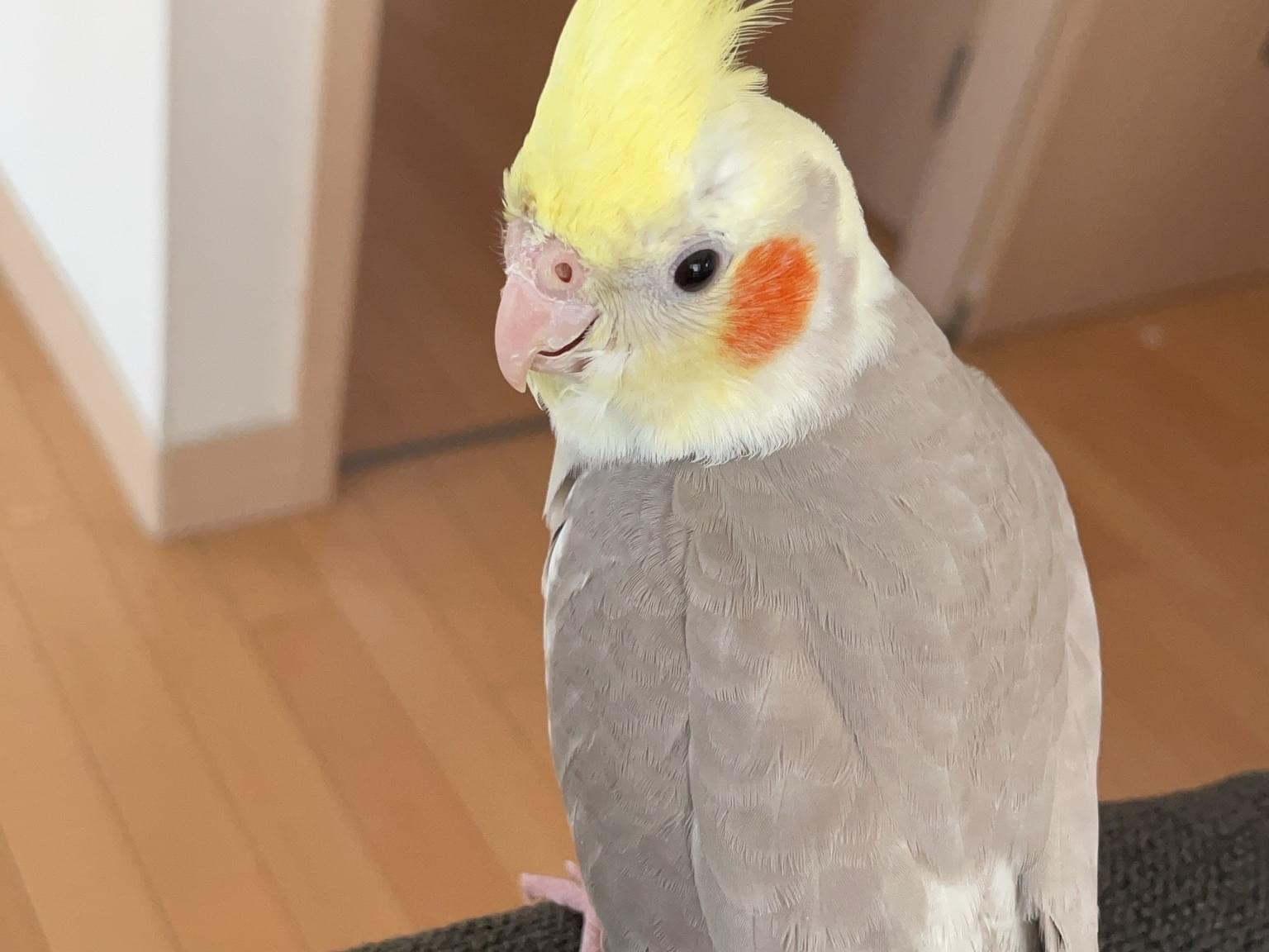 ポンちゃん ポンちゃん