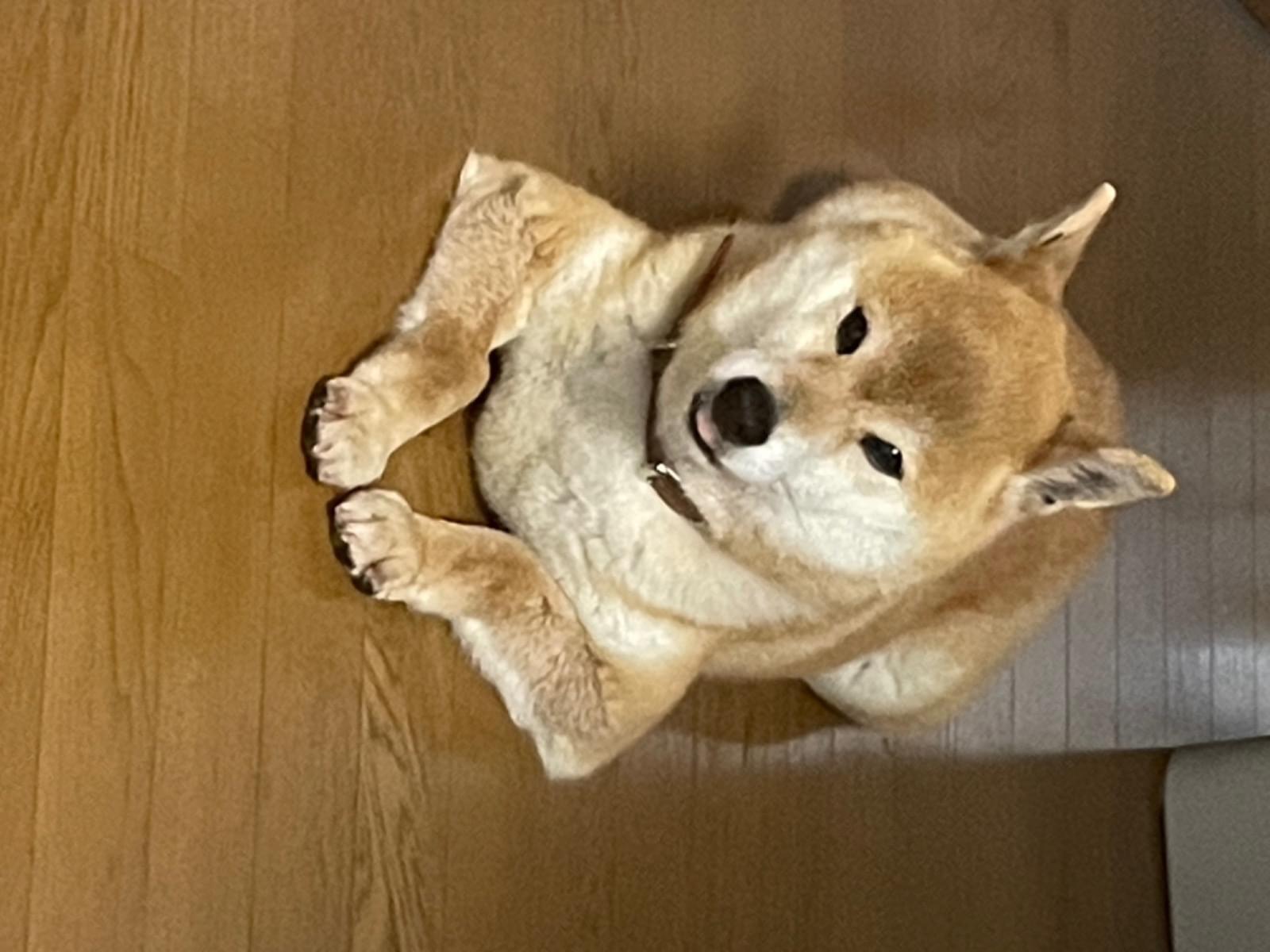 むぎちゃん むぎちゃん
