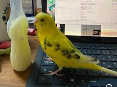 ピッピちゃん ピッピちゃん