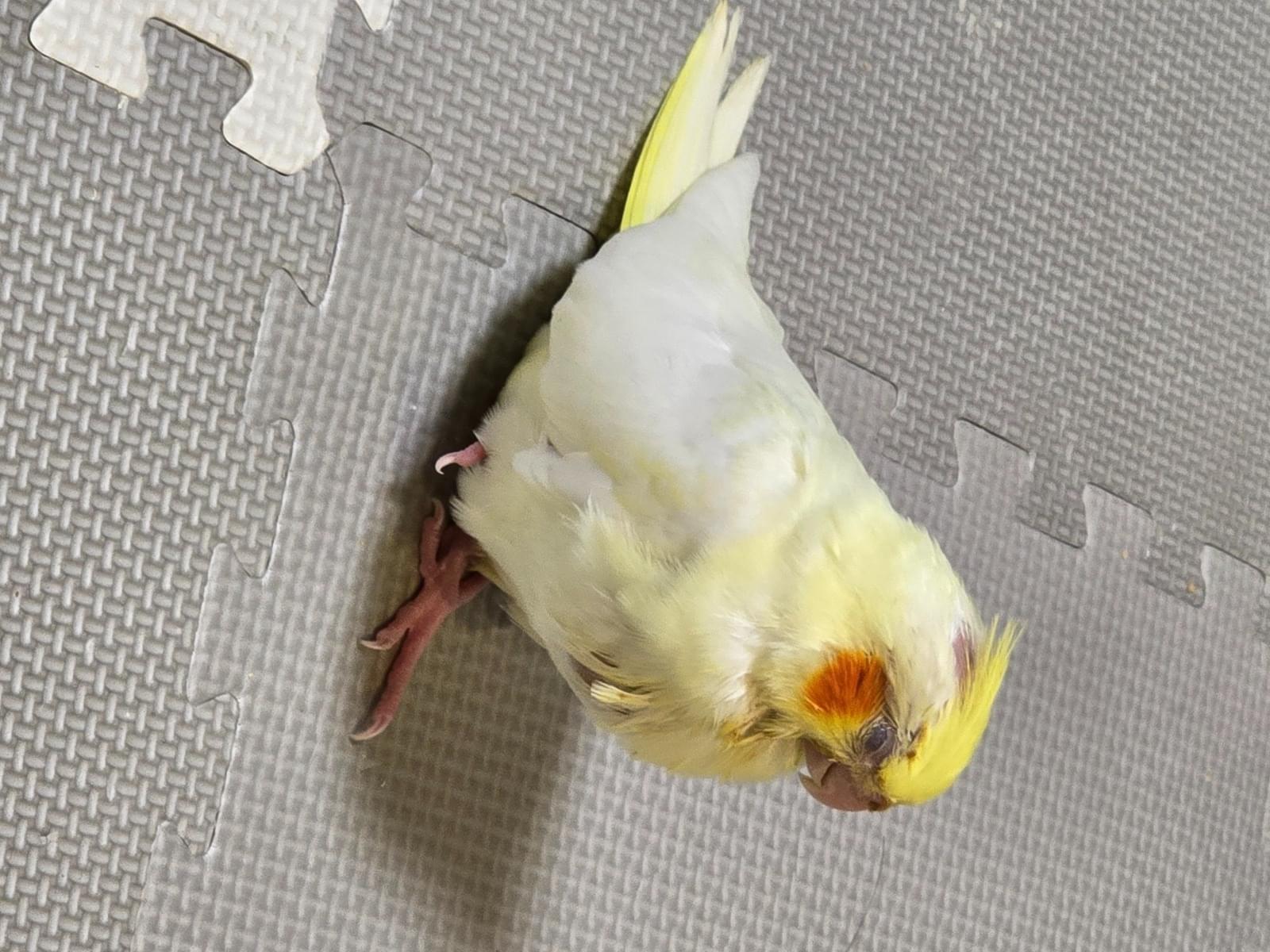 ボンちゃん