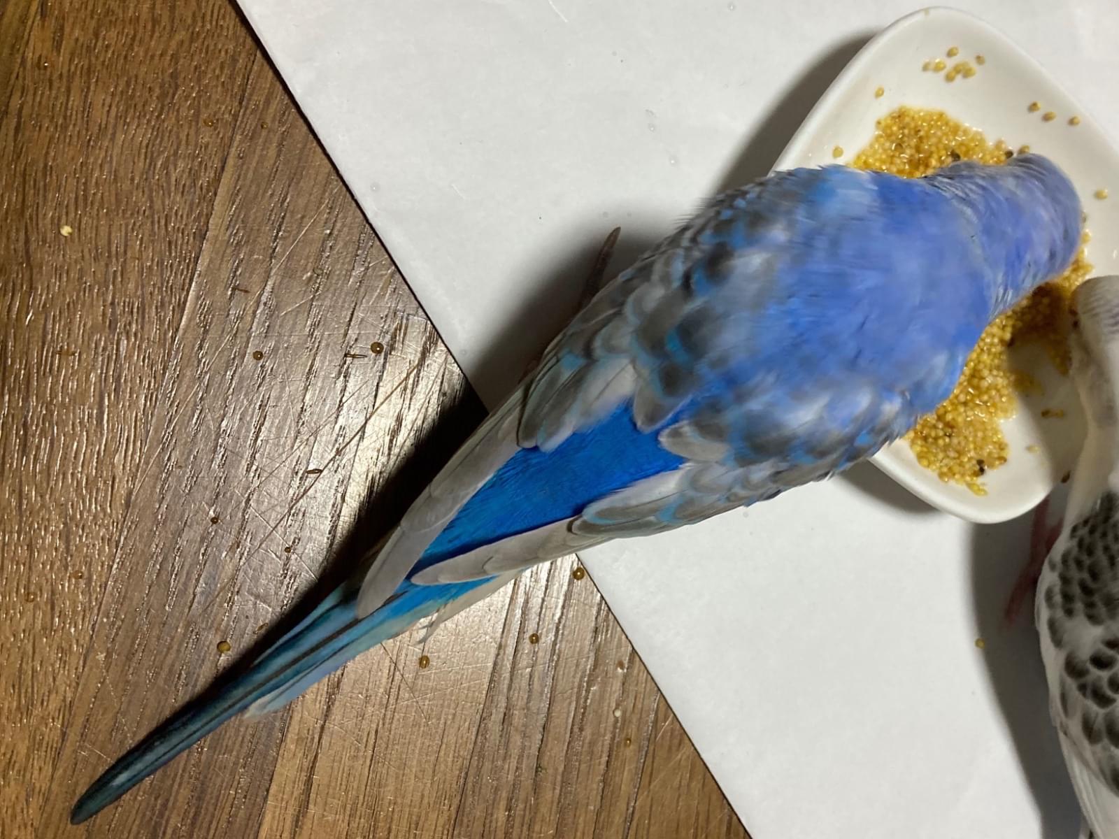 スイちゃん スイちゃん