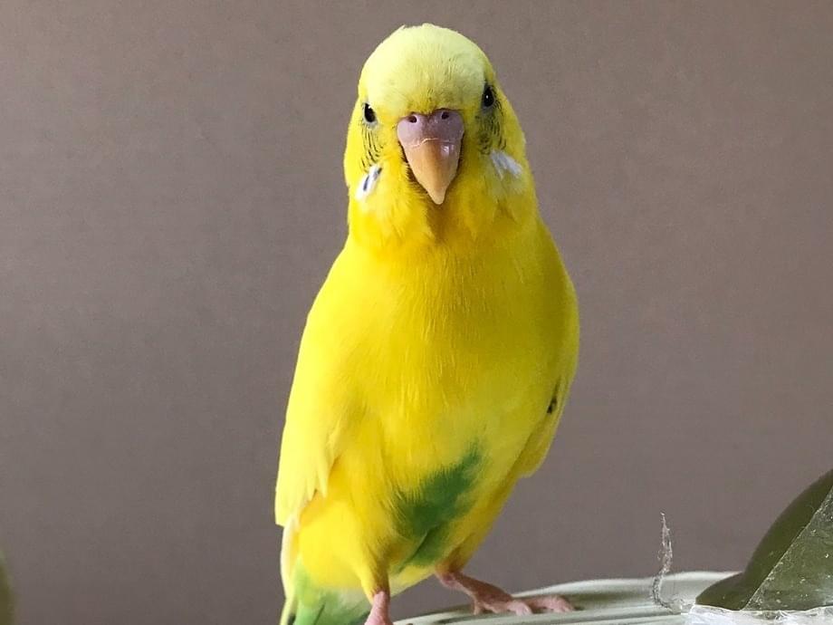 ぴぴちゃん ぴぴちゃん