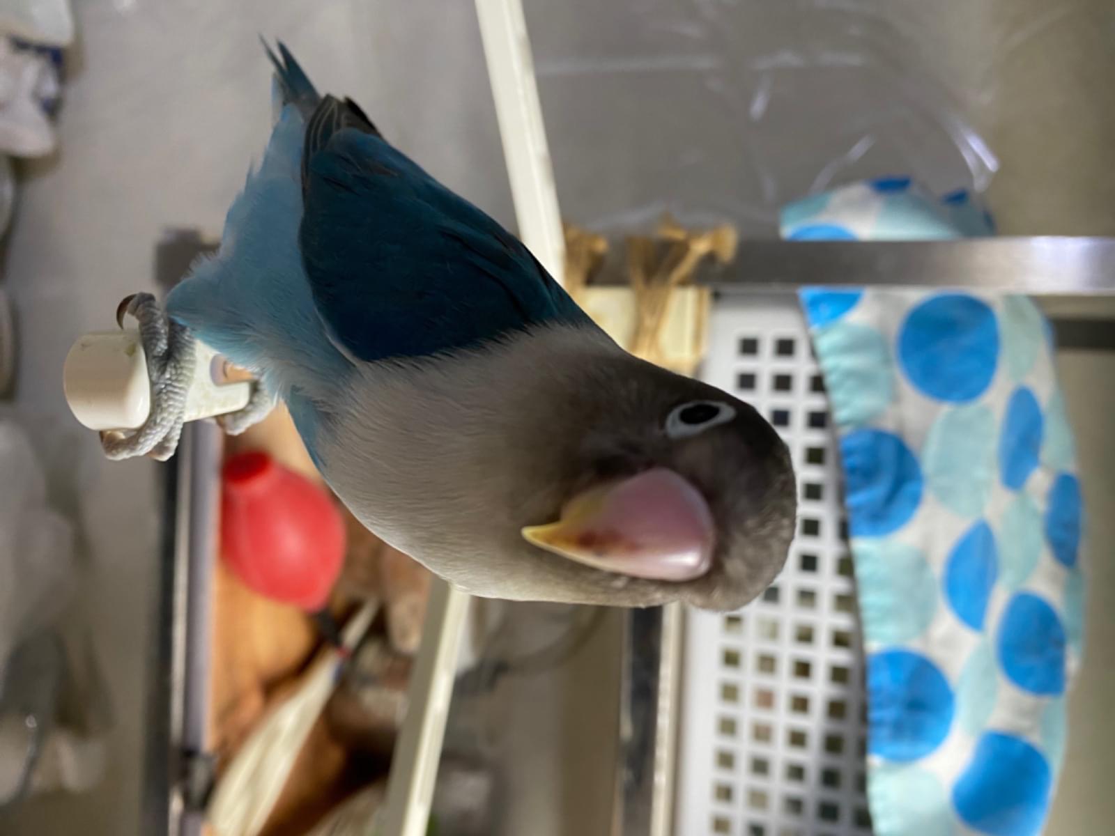 てんちゃん てんちゃん