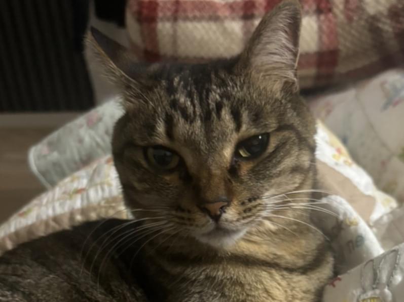 にゃむるちゃん にゃむるちゃん