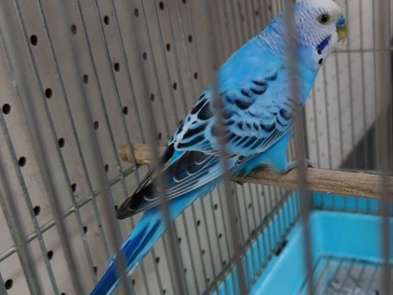 保護された鳥 保護された鳥