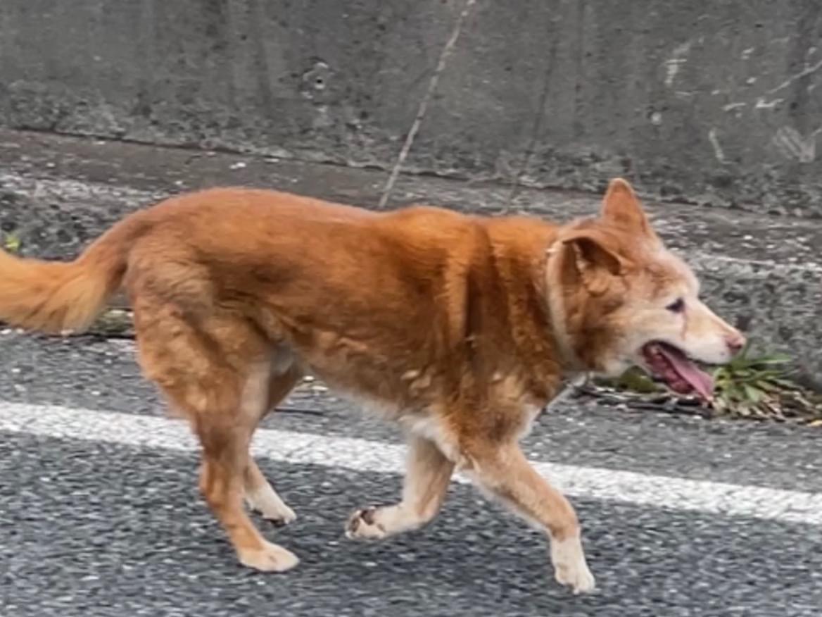 目撃された犬 目撃された犬