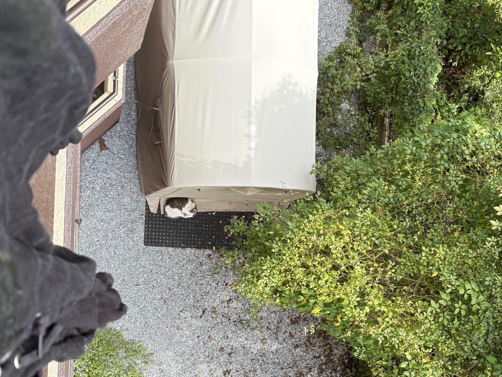 目撃された猫 目撃された猫
