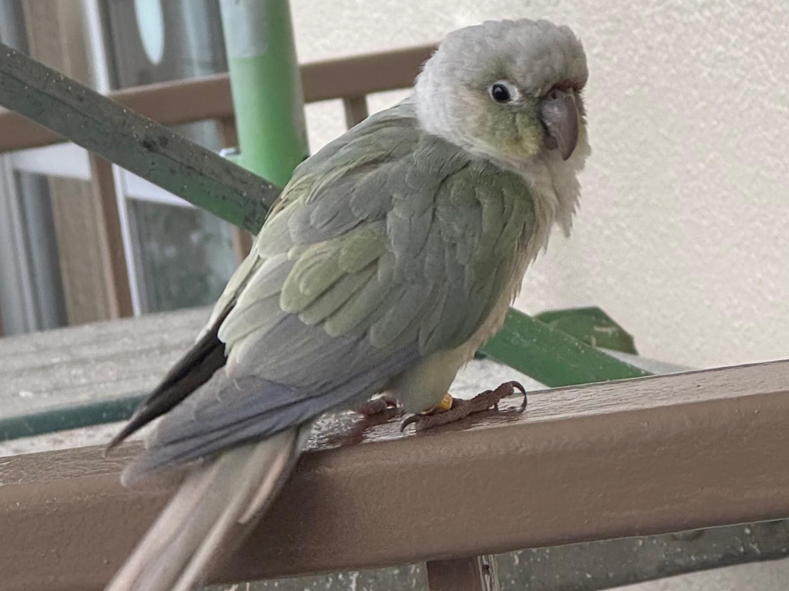 目撃された鳥 目撃された鳥