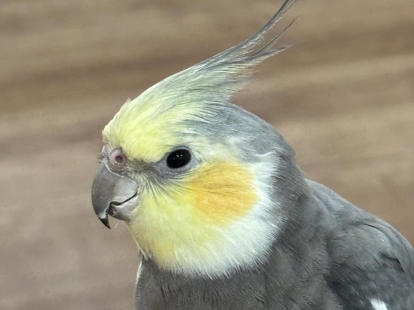 だいちゃんちゃん