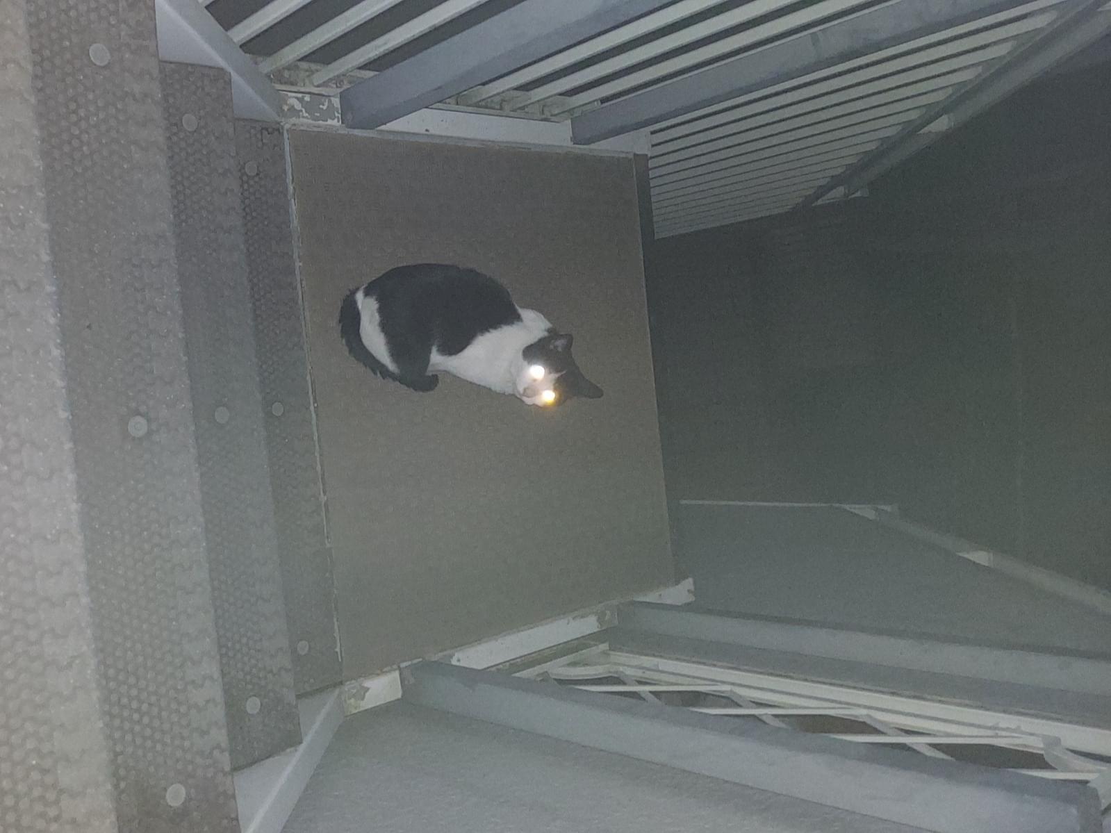 目撃された猫 目撃された猫