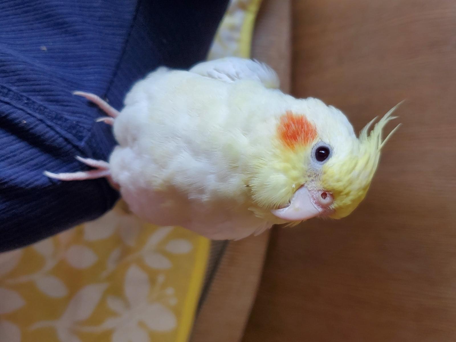 ひまわりちゃん ひまわりちゃん