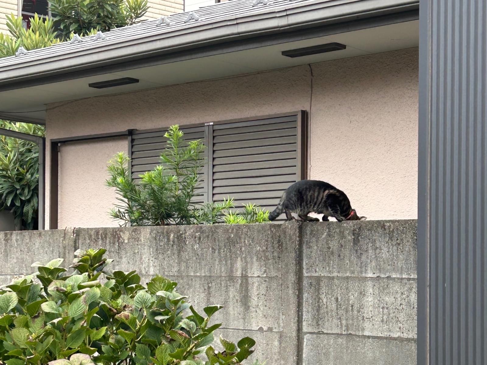 目撃された猫 目撃された猫