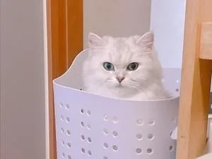 白いふわふわの毛に桜色のお耳のねこちゃん探しています
