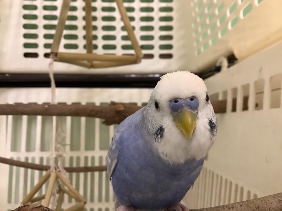 保護された鳥 保護された鳥