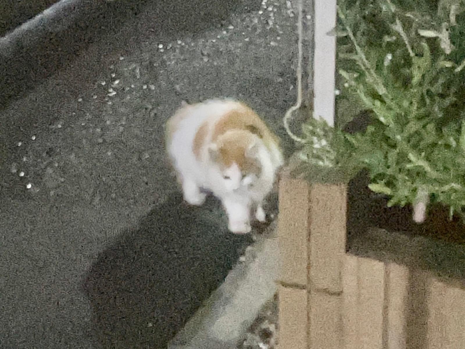 目撃された猫 目撃された猫