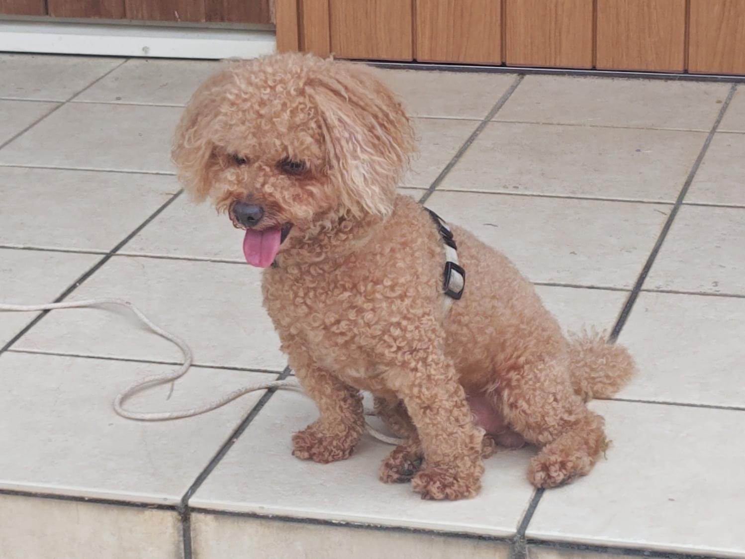 保護された犬 保護された犬