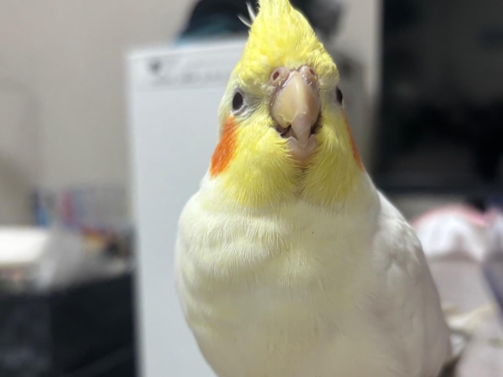 アルちゃん アルちゃん