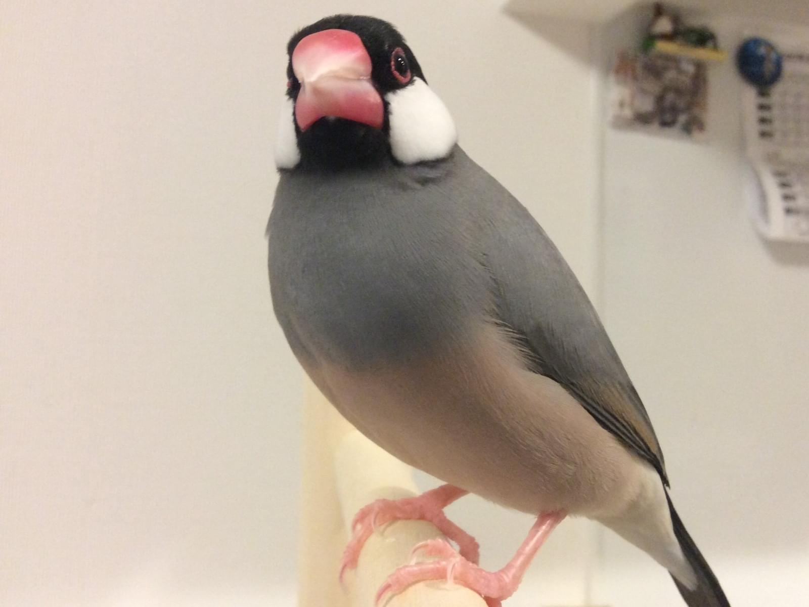ぶんたちゃん ぶんたちゃん