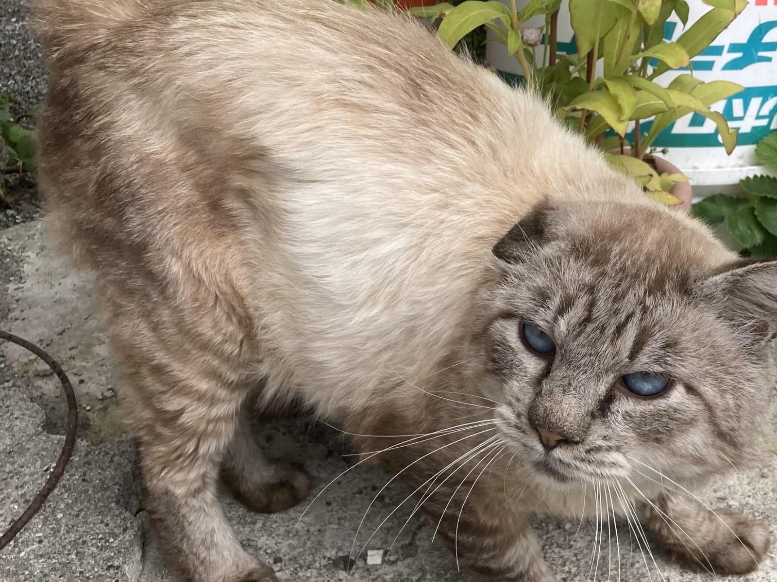 目撃された猫 目撃された猫