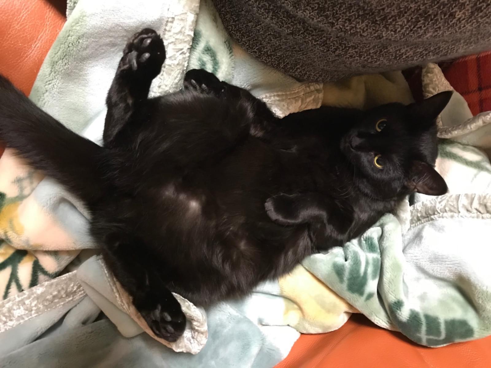 レンちゃん レンちゃん