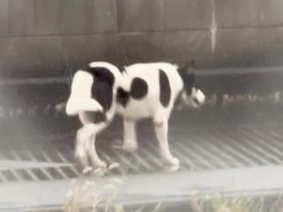目撃された犬 目撃された犬