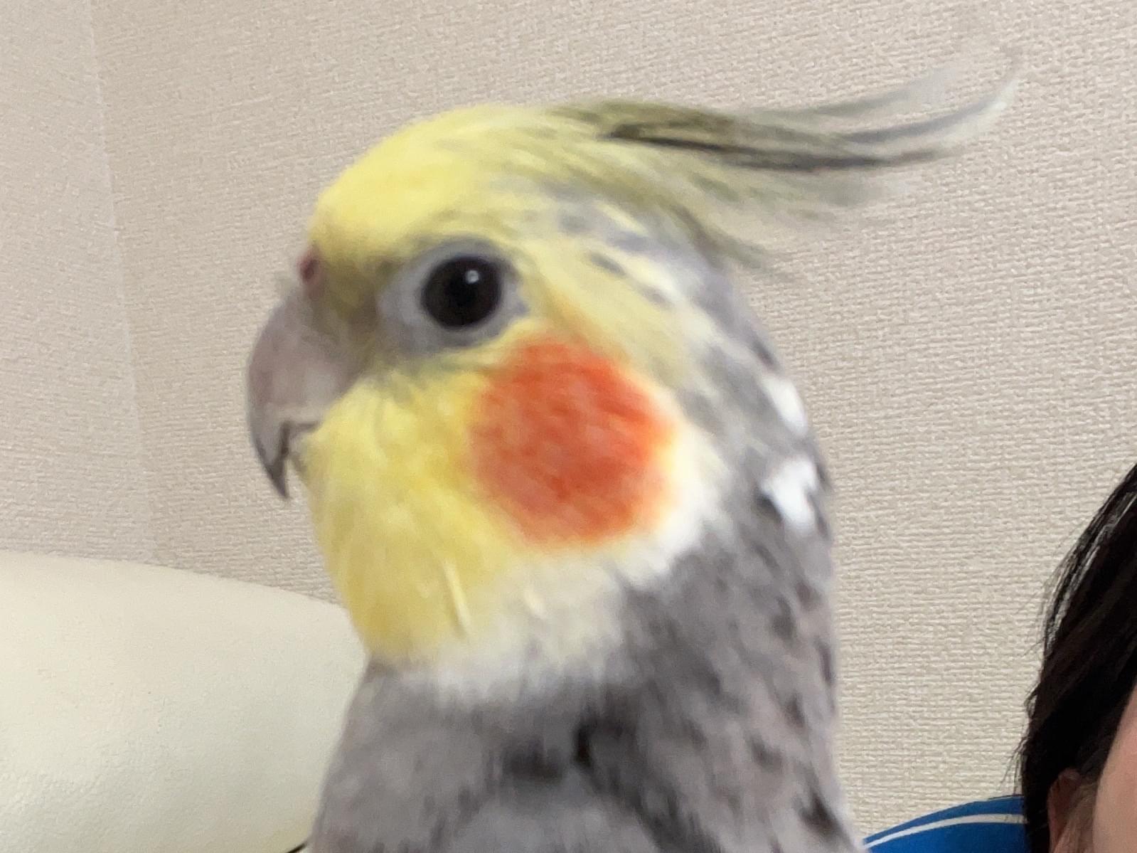 ほーちゃん ほーちゃん
