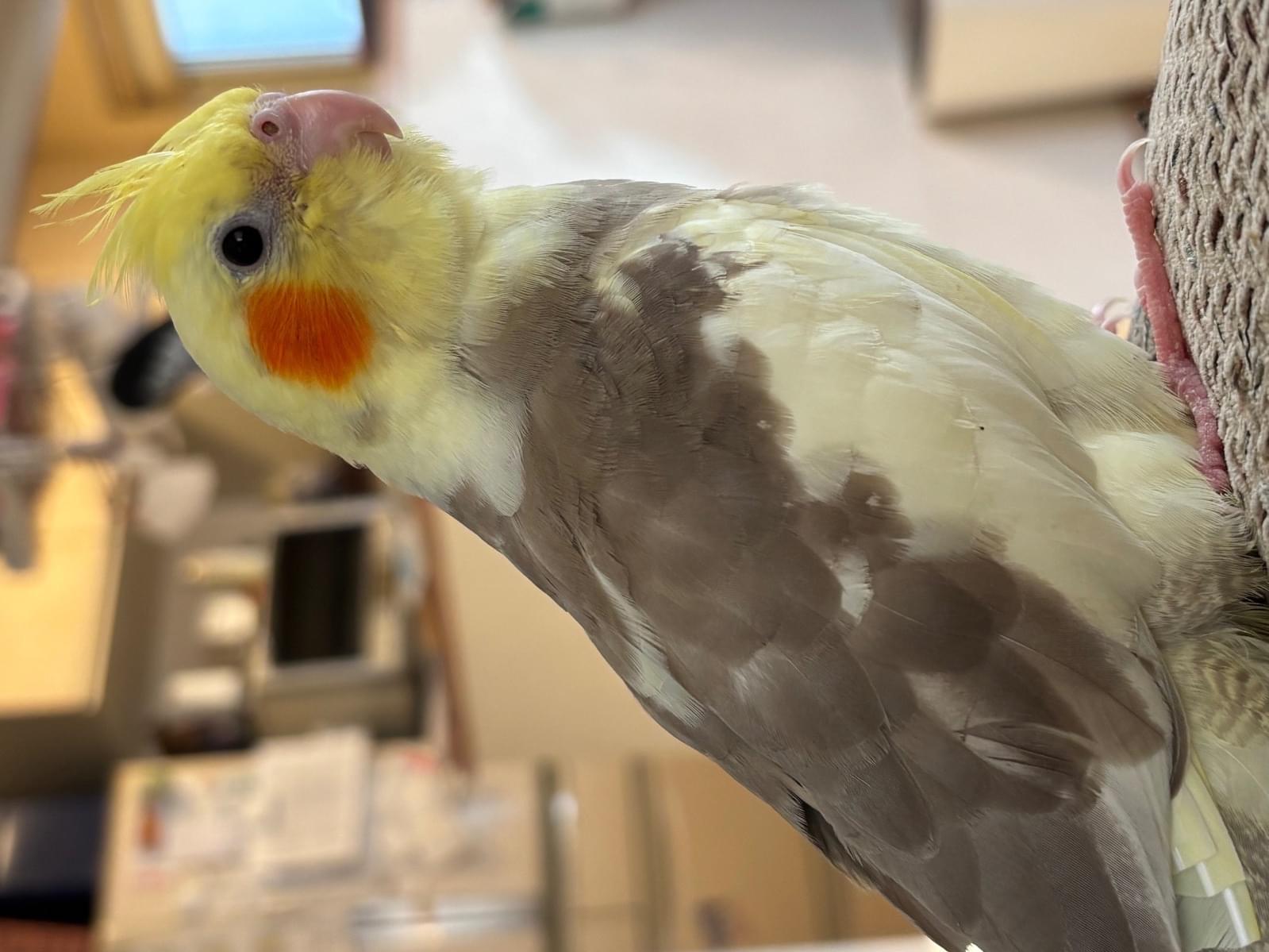 ぺぺちゃん ぺぺちゃん