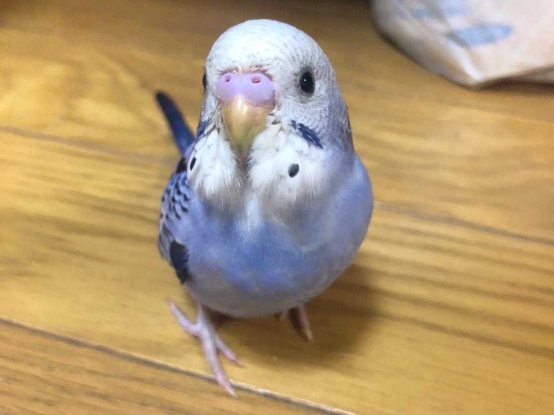 ゆっけちゃん ゆっけちゃん