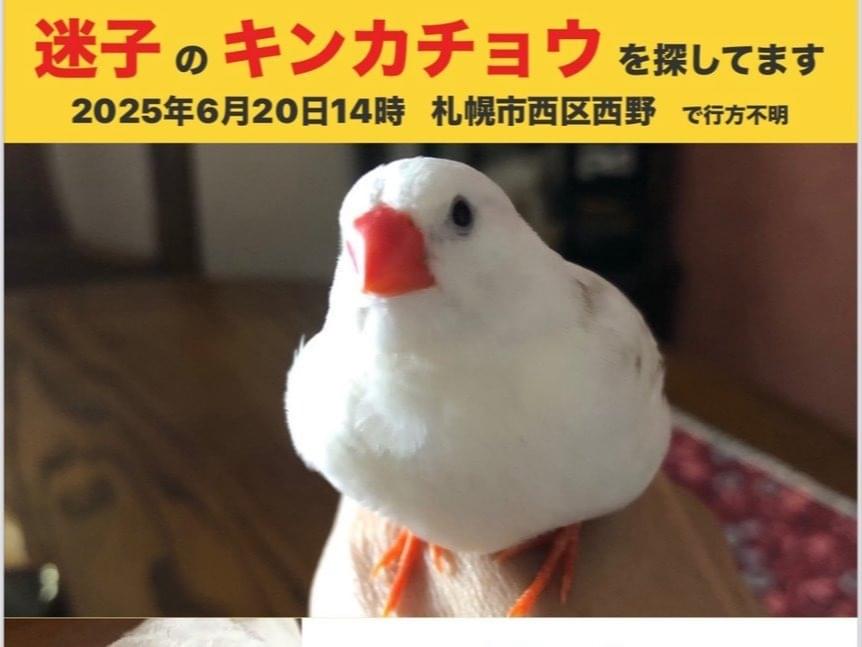 ピキートちゃん ピキートちゃん