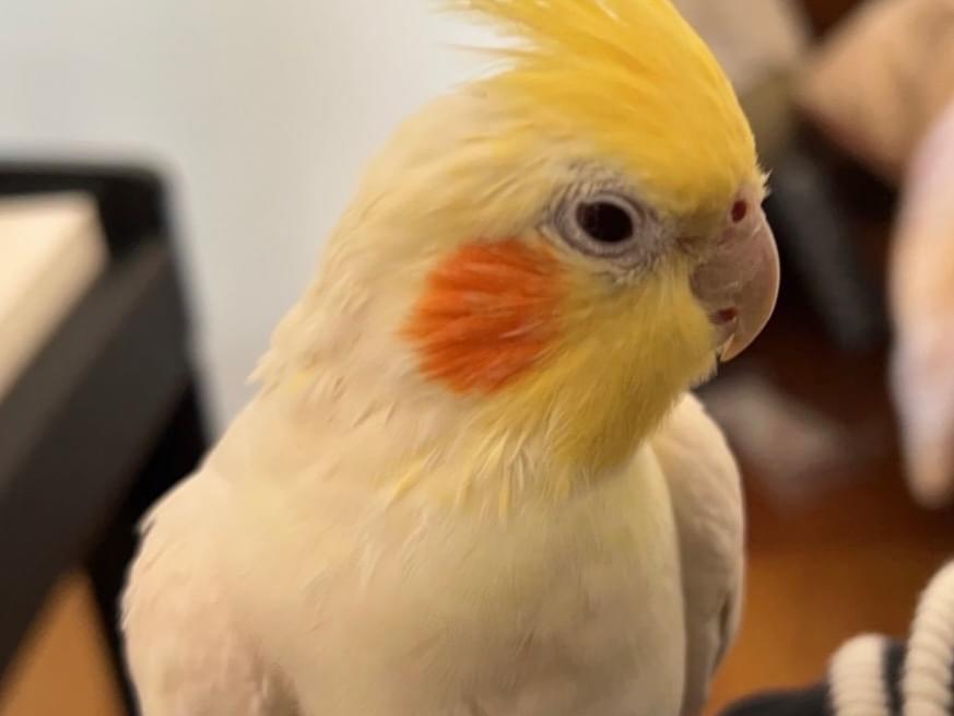 ピーコちゃん ピーコちゃん