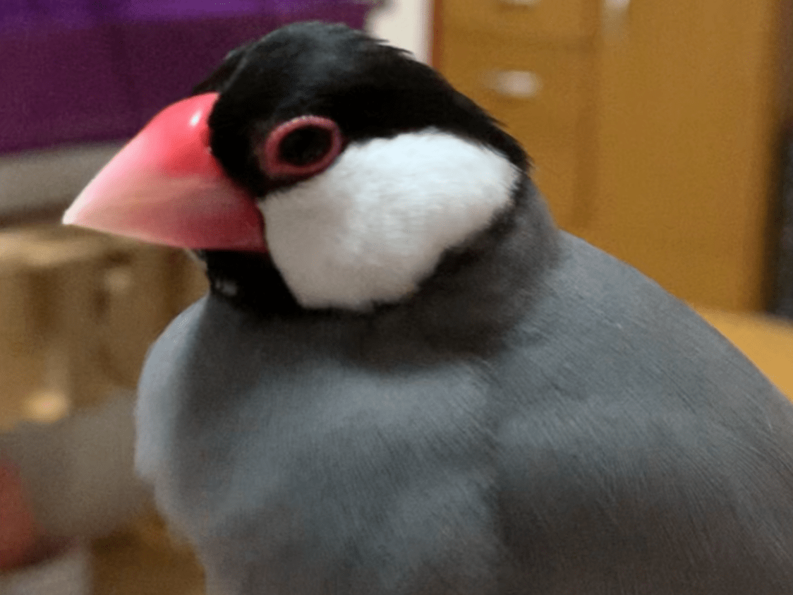 くぅちゃん くぅちゃん