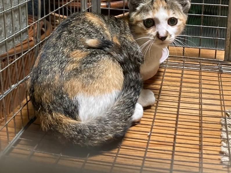 ミーちゃん ミーちゃん