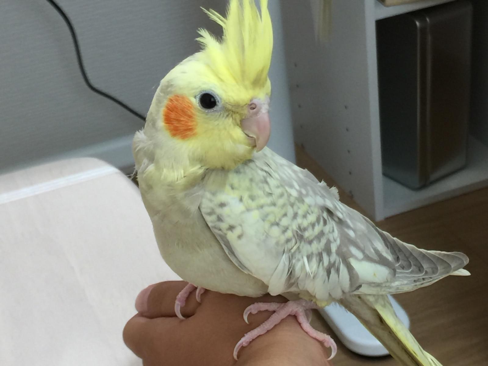 ロッテちゃん ロッテちゃん