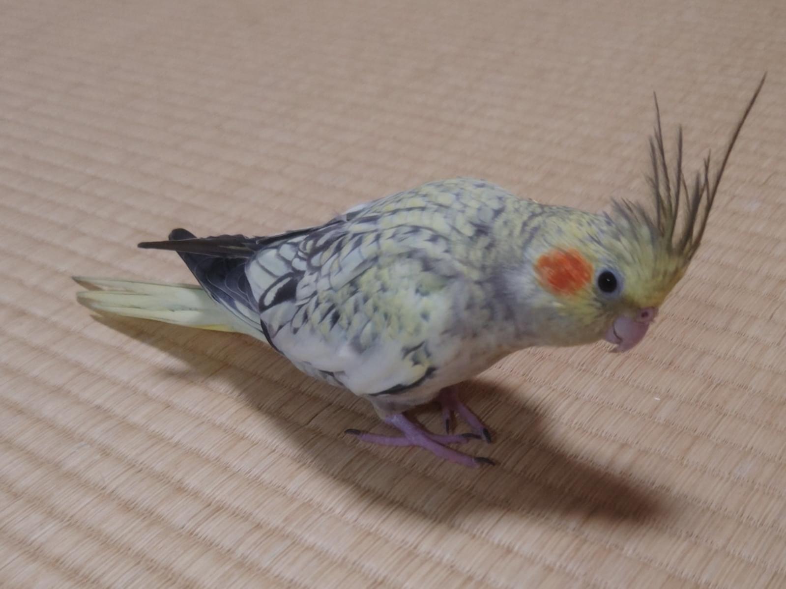 とろろちゃん とろろちゃん