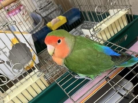 トントンちゃん トントンちゃん