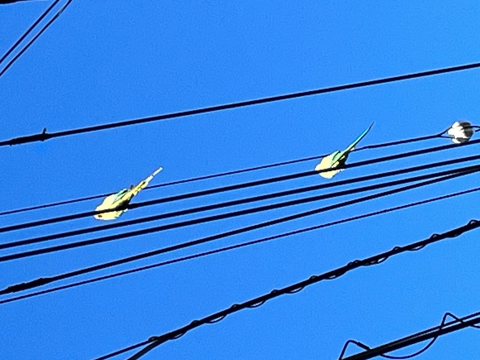 目撃された鳥 目撃された鳥