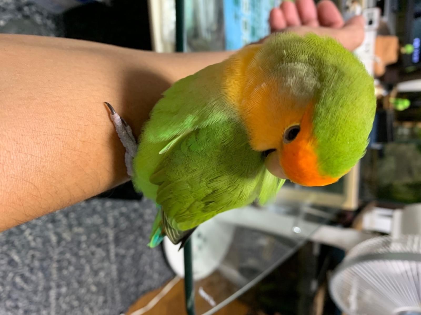 サクラちゃん サクラちゃん