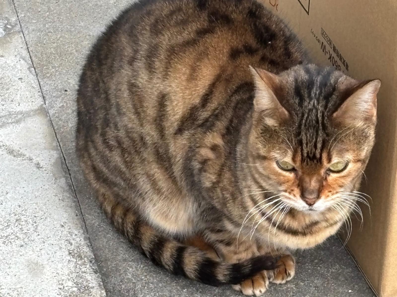 保護された猫 保護された猫