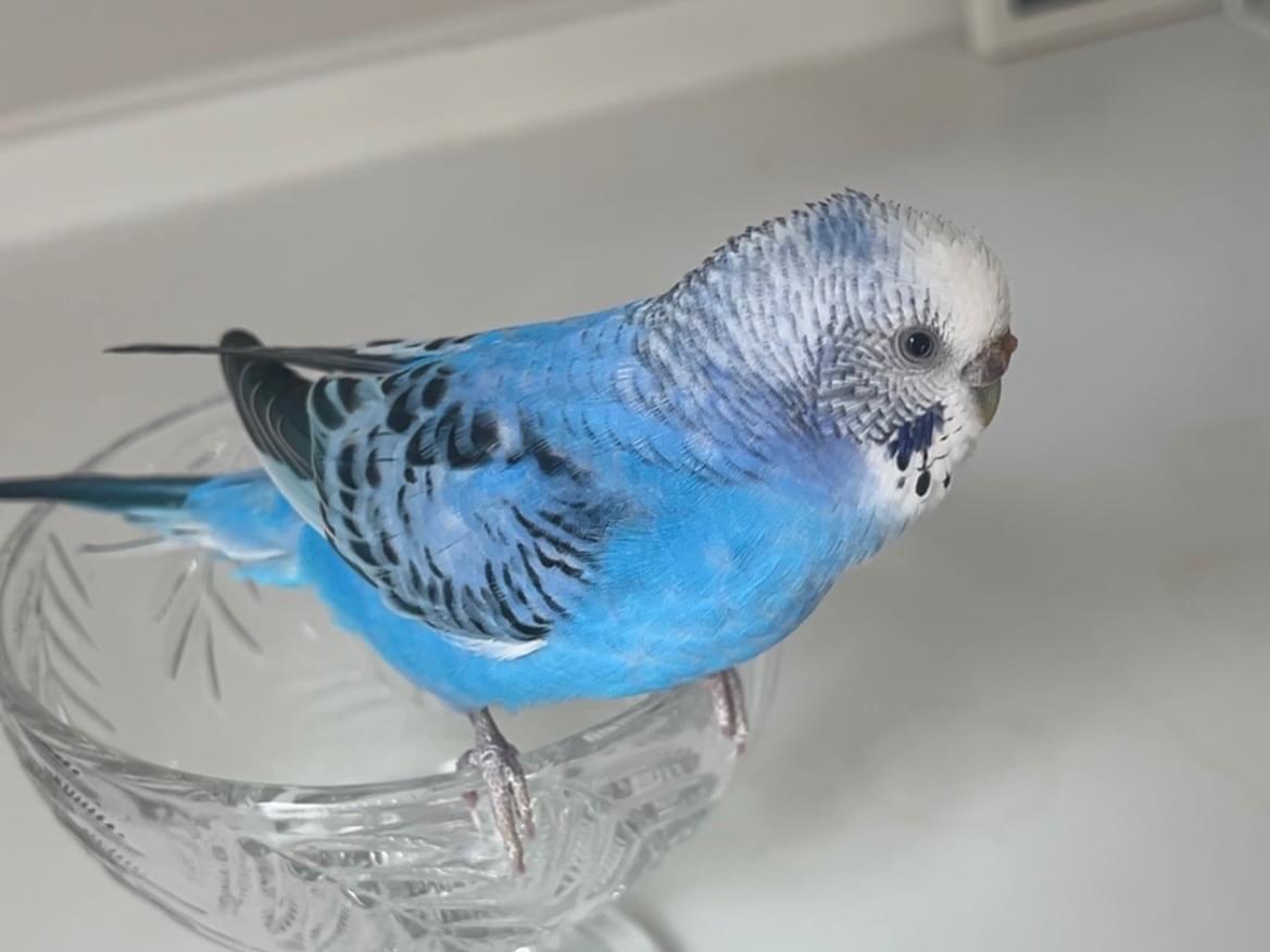 ふわちゃん
