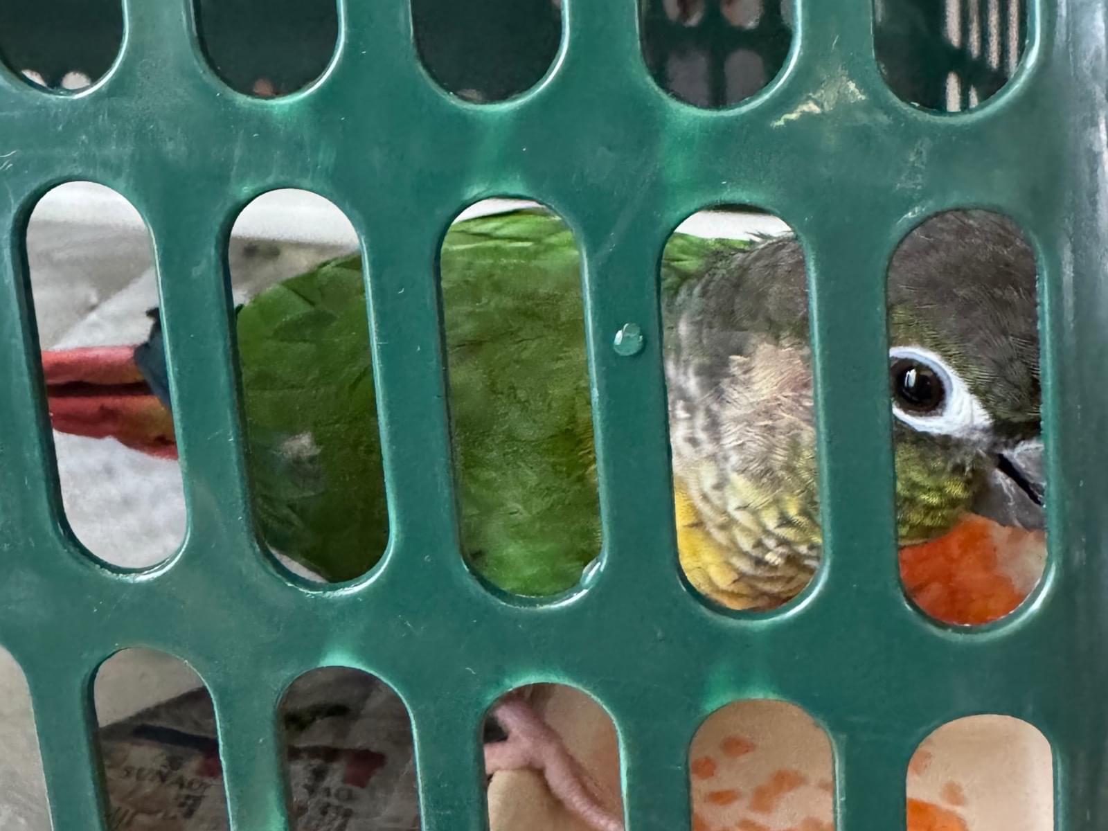 保護された鳥 保護された鳥