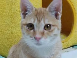 うすい茶トラのメス猫ずっと探してます