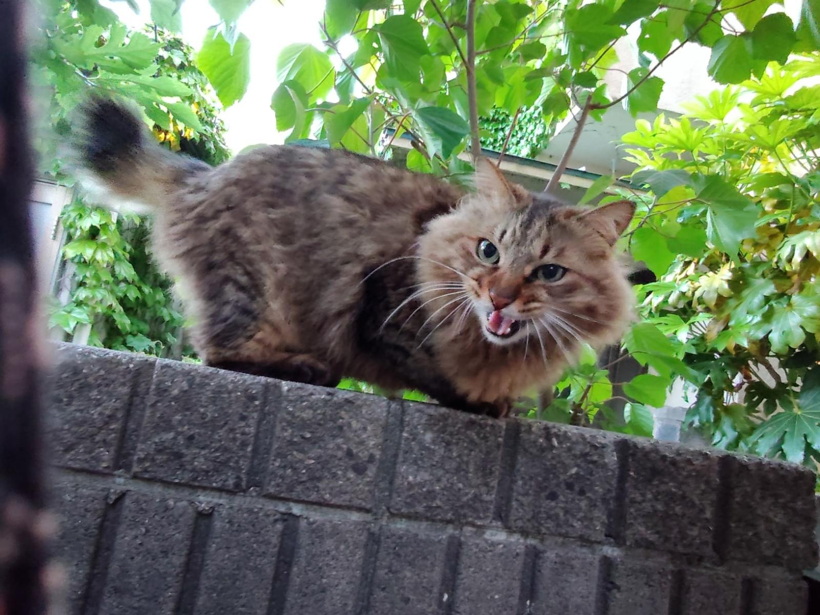 目撃された猫 目撃された猫