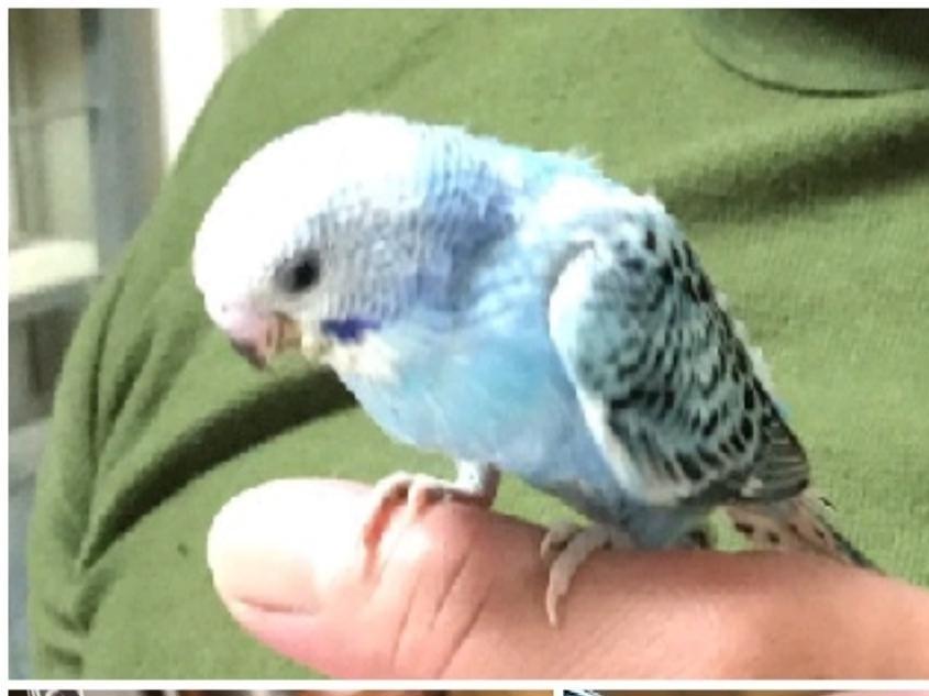 おとちゃん おとちゃん